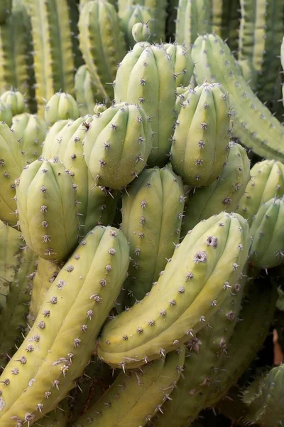 Trópusi Egzotikus Növényi Kaktusz — Stock Fotó