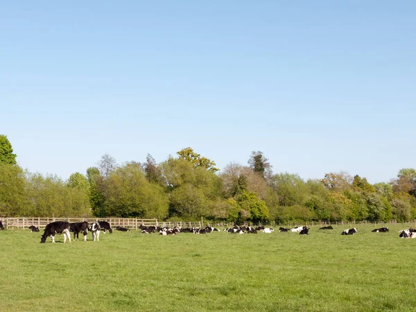 Paisaje Vacas Descansando Verde Campo Herboso Soleado Día Primavera Pastando — Foto de Stock