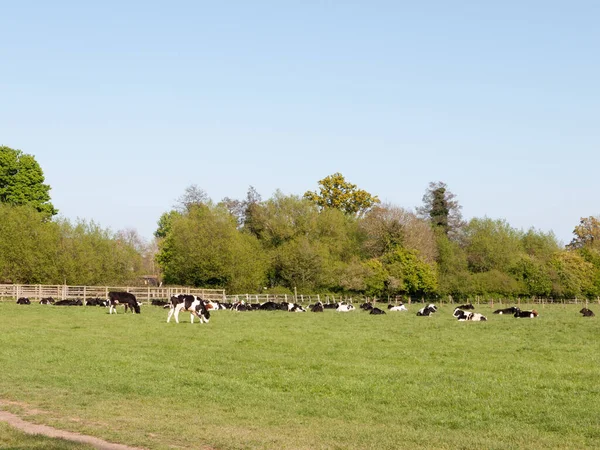 Vacas Pastando Fuera Comiendo Hierba Exuberante Montón Lindo Lejos — Foto de Stock