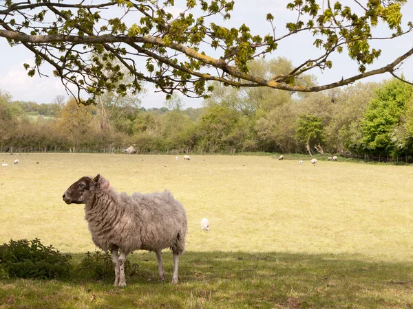 Een Schaap Dat Zijwaarts Kijkt Onder Een Boom Schaduw Van — Stockfoto