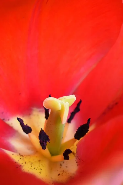 Pistil Estambres Tulipán Macro — Foto de Stock