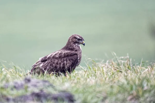 Görkemli Akbaba Avcısının Manzarası — Stok fotoğraf