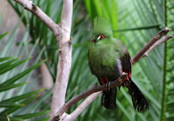 Aussichtsreiche Aussicht Auf Schöne Vögel Der Natur — Stockfoto