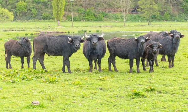 Water Buffalo Biotope Beeden Saarland — Stock Photo, Image