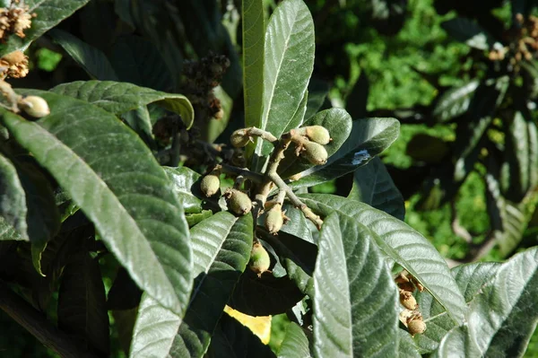 Mispeln Baum Obstbaum Der Natur Spaniens — Stockfoto