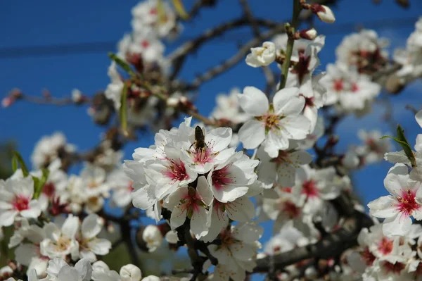 Blühende Frühlingsblumen Zweigen — Stockfoto