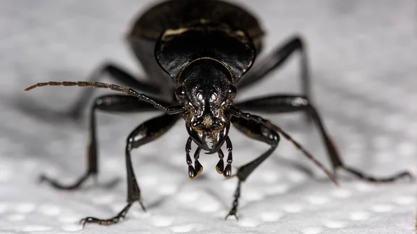 Dişi Geyik Böceği Macro Lucanus Cervus Manzara — Stok fotoğraf