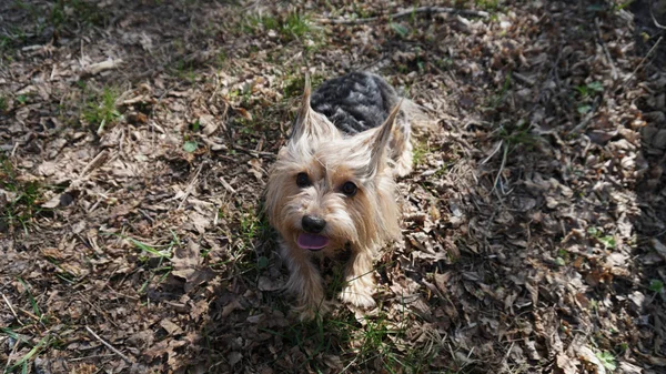 Yorkshire Teriyeri Kahverengi Çimlerin Üzerindeki Köpek — Stok fotoğraf