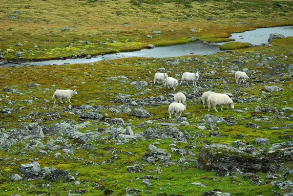 Norwegen Auf Naturlandschaft Hintergrund — Stockfoto