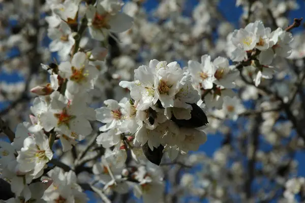 枝に春の花を咲かせ — ストック写真