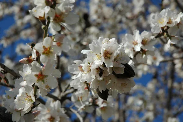 枝に春の花を咲かせ — ストック写真