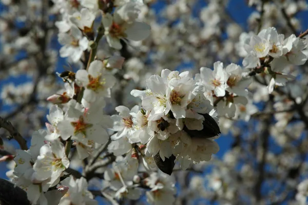 枝に春の花を咲かせ — ストック写真