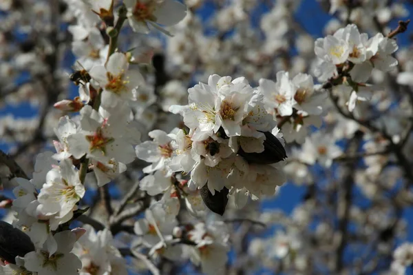 Floraison Des Fleurs Printanières Sur Branches — Photo