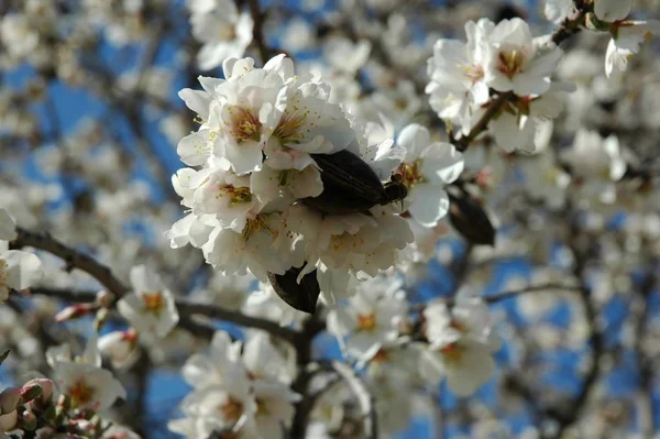 Blühende Frühlingsblumen Zweigen — Stockfoto