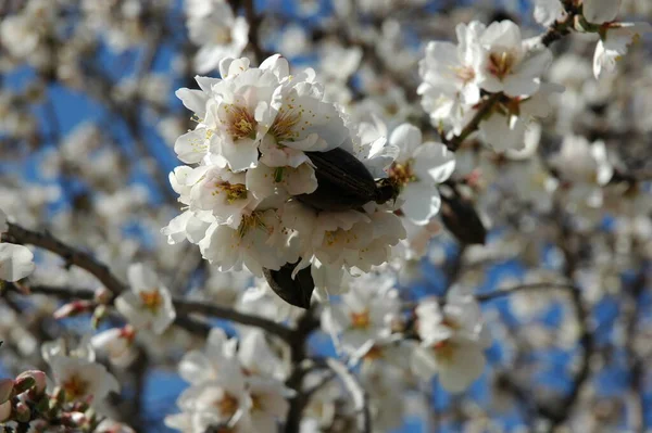 Blühende Frühlingsblumen Zweigen — Stockfoto