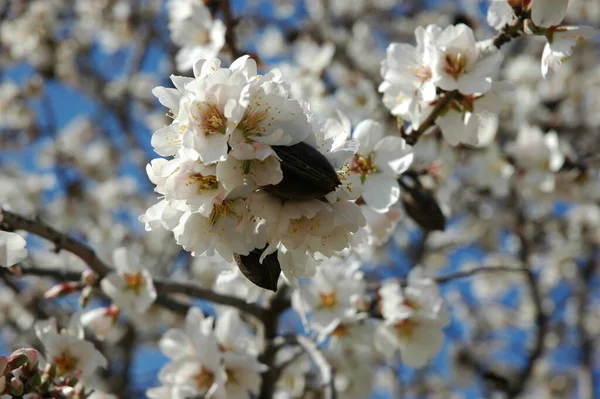 枝に春の花を咲かせ — ストック写真