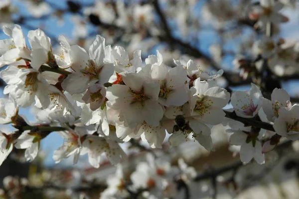 枝に春の花を咲かせ — ストック写真