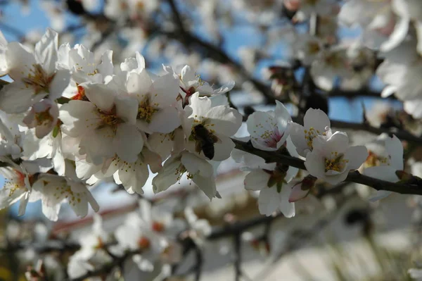 Blommande Vårblommor Grenar — Stockfoto