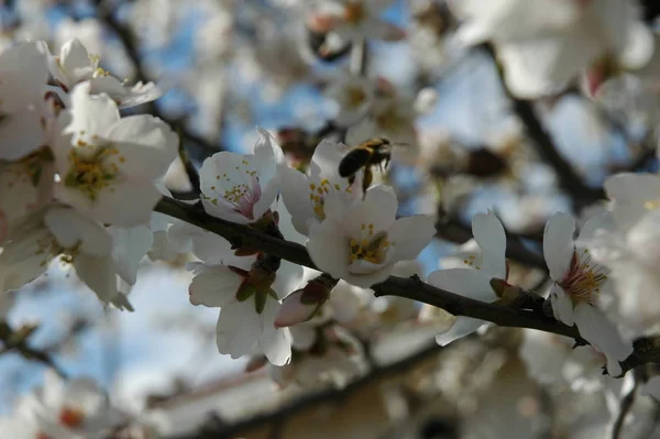 Blühende Frühlingsblumen Zweigen — Stockfoto