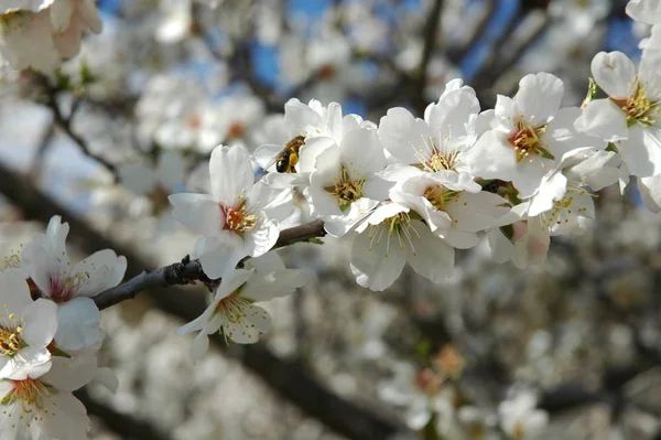 枝に春の花を咲かせ — ストック写真