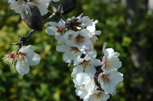 Flores Blancas Manantial Las Ramas Flores Florecientes Primavera — Foto de Stock