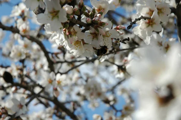 Vita Vårblommor Grenar Vårblommande Blommor — Stockfoto