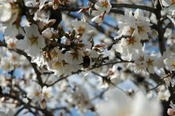 枝に白い春の花春の開花 — ストック写真