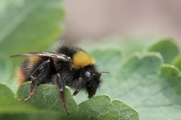 Łąka Trzmiel Królowa Bombus Pratorum — Zdjęcie stockowe