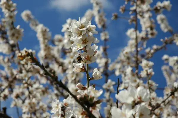 Fleurs Printanières Blanches Sur Les Branches Fleurs Florales Printanières — Photo