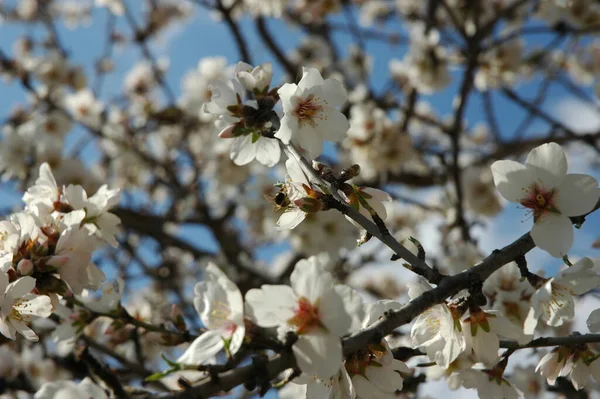 枝に白い春の花春の開花 — ストック写真