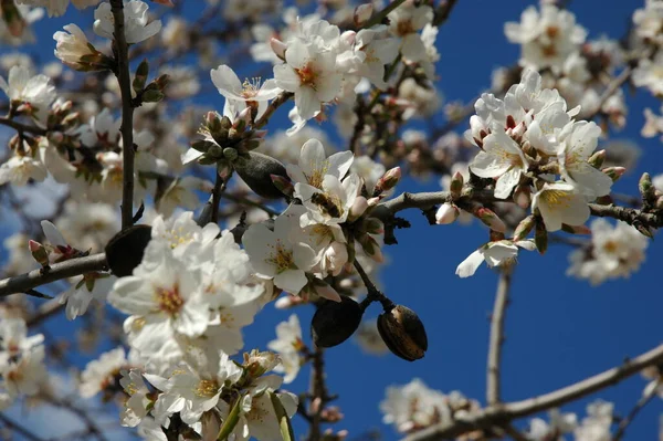 枝に白い春の花春の開花 — ストック写真