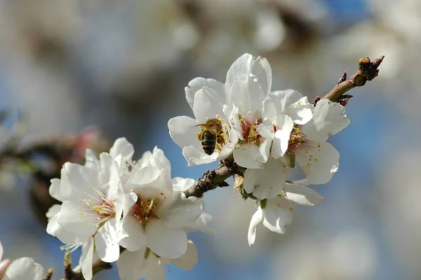 枝に白い春の花春の開花 — ストック写真