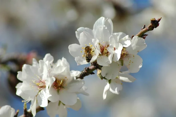 枝に白い春の花春の開花 — ストック写真