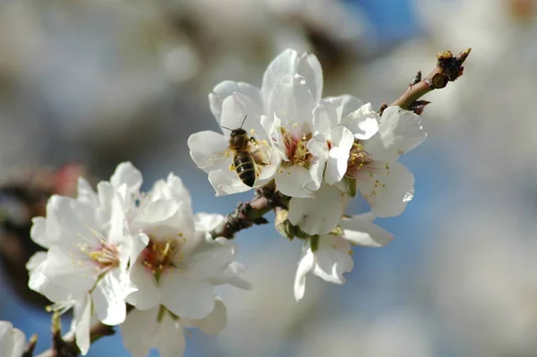 枝に白い春の花春の開花 — ストック写真