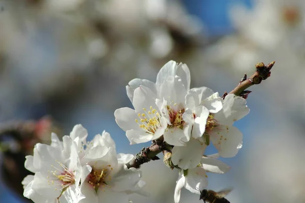 枝に白い春の花春の開花 — ストック写真