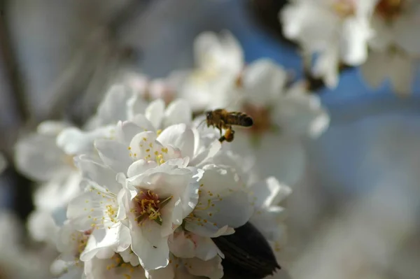 Witte Lente Bloemen Takken Lente Bloeiende Bloemen — Stockfoto