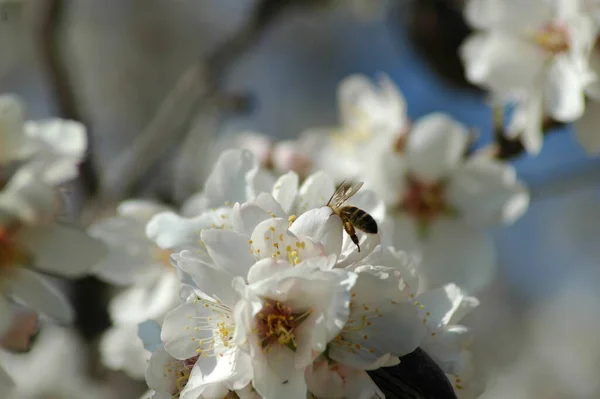 Белые Весенние Цветы Ветвях Весенние Цветки — стоковое фото