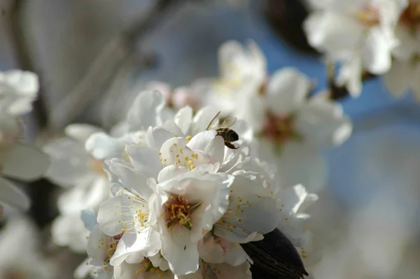 春花开在枝条上 春花盛开 — 图库照片