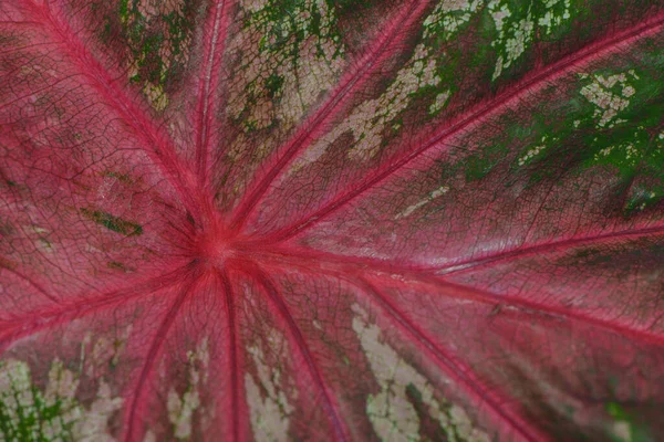 Hermoso Plano Botánico Fondo Pantalla Natural — Foto de Stock