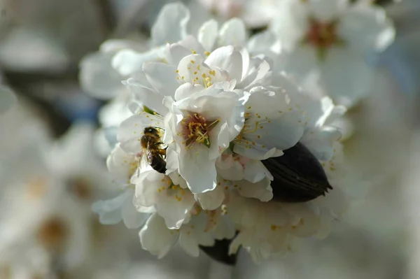枝に白い春の花春の開花 — ストック写真