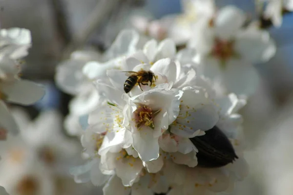 枝に白い春の花春の開花 — ストック写真