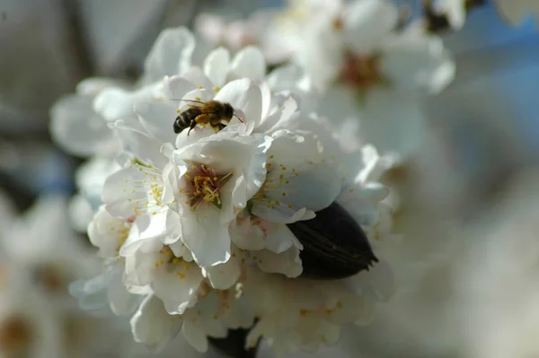 枝に白い春の花春の開花 — ストック写真