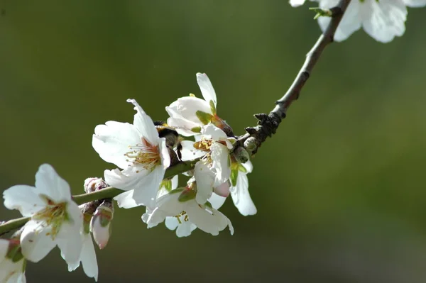Flores Blancas Manantial Las Ramas Flores Florecientes Primavera — Foto de Stock