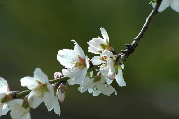 枝に白い春の花春の開花 — ストック写真