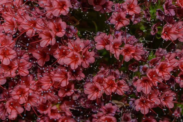 Vackra Blommor Blommigt Koncept Bakgrund — Stockfoto