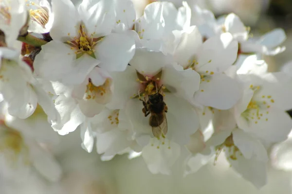 枝に白い春の花春の開花 — ストック写真