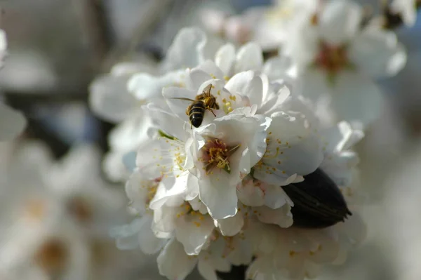 Weiße Frühlingsblumen Zweigen Blühende Frühlingsblumen — Stockfoto