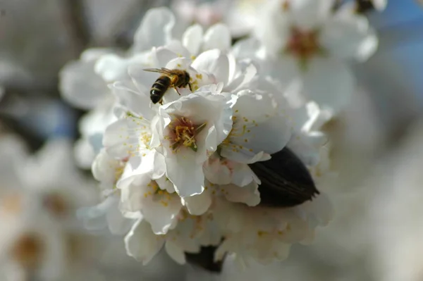 枝に白い春の花春の開花 — ストック写真