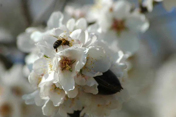 枝に白い春の花春の開花 — ストック写真