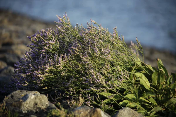 Butjadingen半岛北海岸的沿海植物 — 图库照片